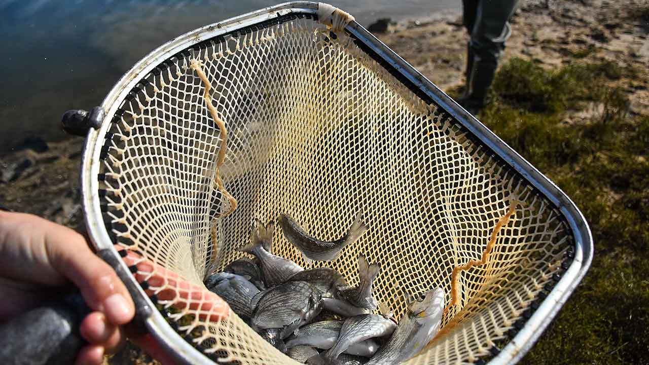 Algarve seabream and mussel samples studied to track aquaculture
