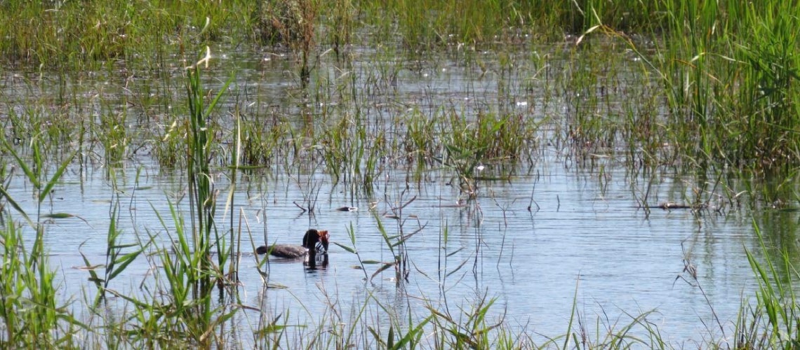 Algarve wetlands finally official.2|Algarve wetlands finally official|Algarve wetlands finally official.3