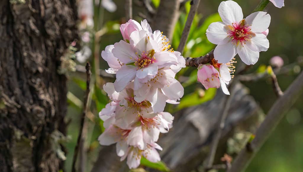 Almond blossoms Algarve 03|Almond blossoms Algarve 03|Almond blossoms Algarve 03|Almond blossoms Algarve 01