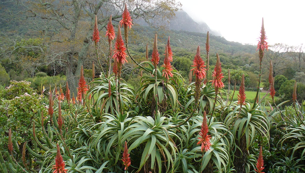 Aloe arborescens|Aloe ferox|Aloe flowers|Aloe striata in mixed bed|Aloe thraskii|Aloe Vera|Aloe winter flowers