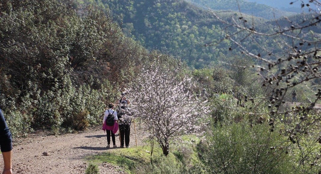 Almond blossom walks here to stay after successful inaugural event|Almond blossom walks here to stay after successful inaugural event|Almond blossom walks here to stay after successful inaugural event|Almond blossom walks here to stay after successful inaugural event|Almond blossom walks here to stay after successful inaugural event|Almond blossom walks here to stay after successful inaugural event