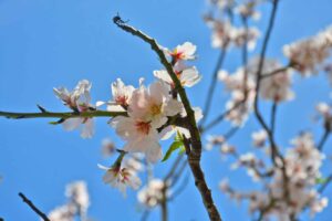 Castro Marim joins bid to launch European almond network