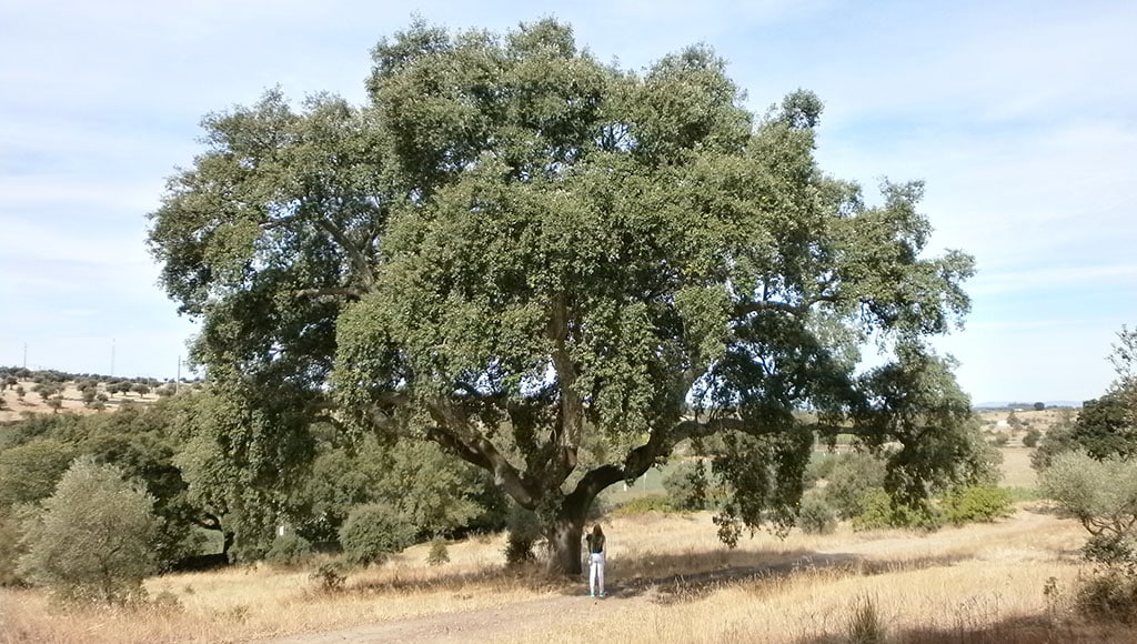 An amazing cork tree|Ana with amazing cork bags and jewelery|Best seller in Sanipina in Lagoa|Huge variety of cork goods