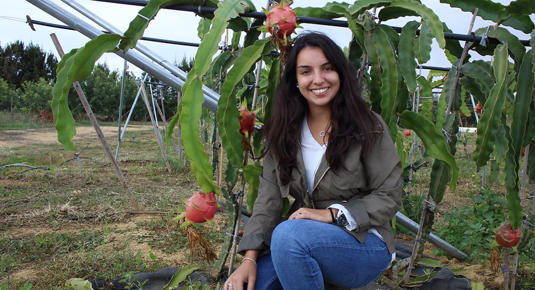 Student researcher studies viability of growing dragon fruit in Algarve|Student researcher studies viability of growing dragon fruit in Algarve|Student researcher studies viability of growing dragon fruit in Algarve|Student researcher studies viability of growing dragon fruit in Algarve|Student researcher studies viability of growing dragon fruit in Algarve