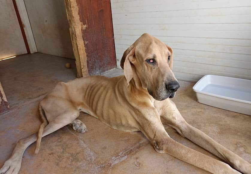 'Art' Once a Dog|GNR animal protection unit SEPNA|One of a pair looking for a loving home|Jenny in the Jungle