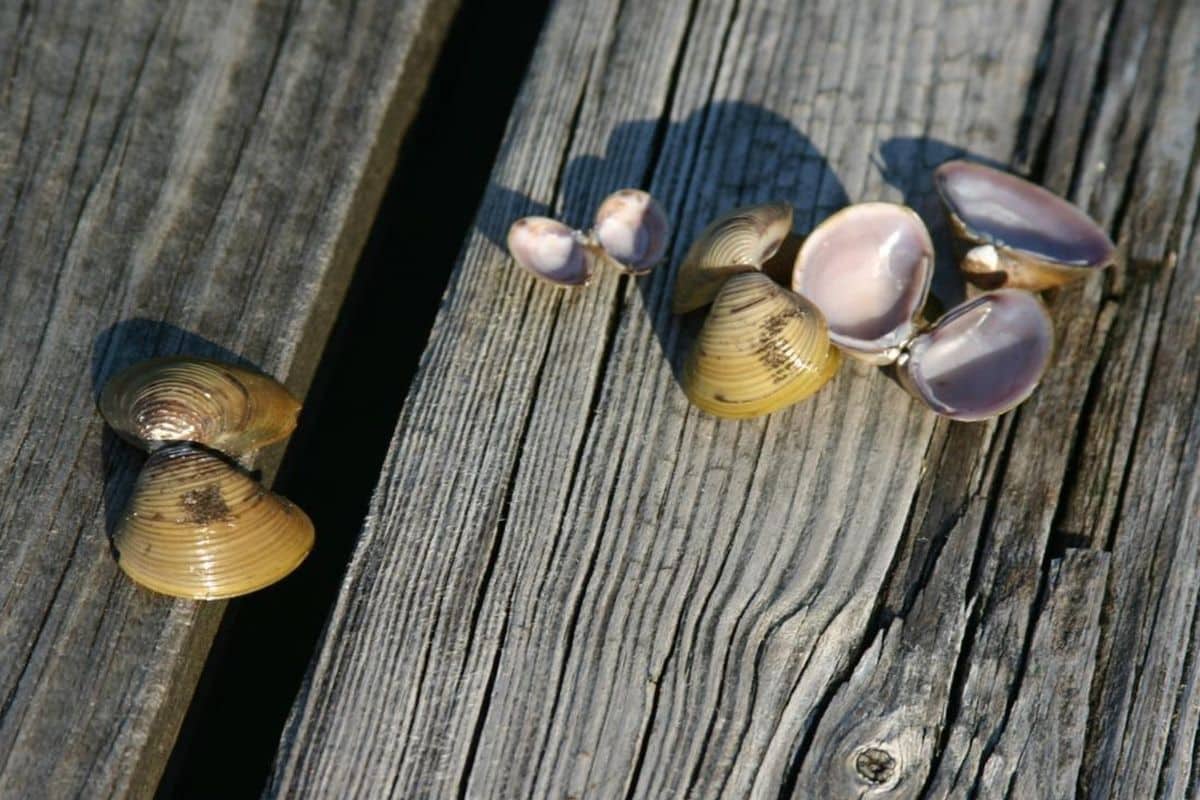 Coimbra university develops ‘clam treatment’ to remove drugs from wastewater