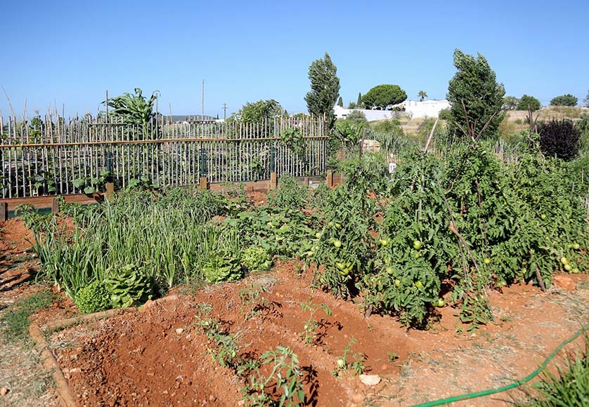 Loulé opens applications for plots at community gardens|Loulé opens applications for plots at community gardens|Loulé opens applications for plots at community gardens