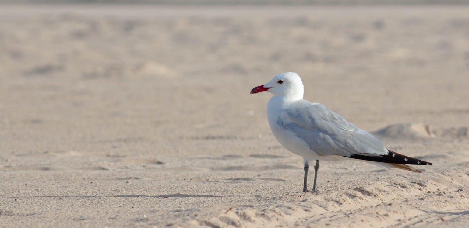 Audoins-gull_SteffenGrothe-CCBYNCSA20_1540x750