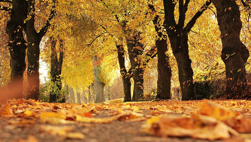 Autumn