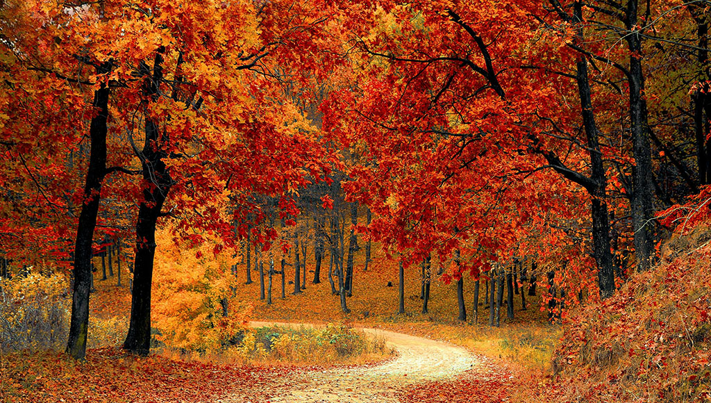 Autumn leaves, hues of amber and gold|Demeter rejoiced, for her daughter was by her side - Walter Crane (1914)