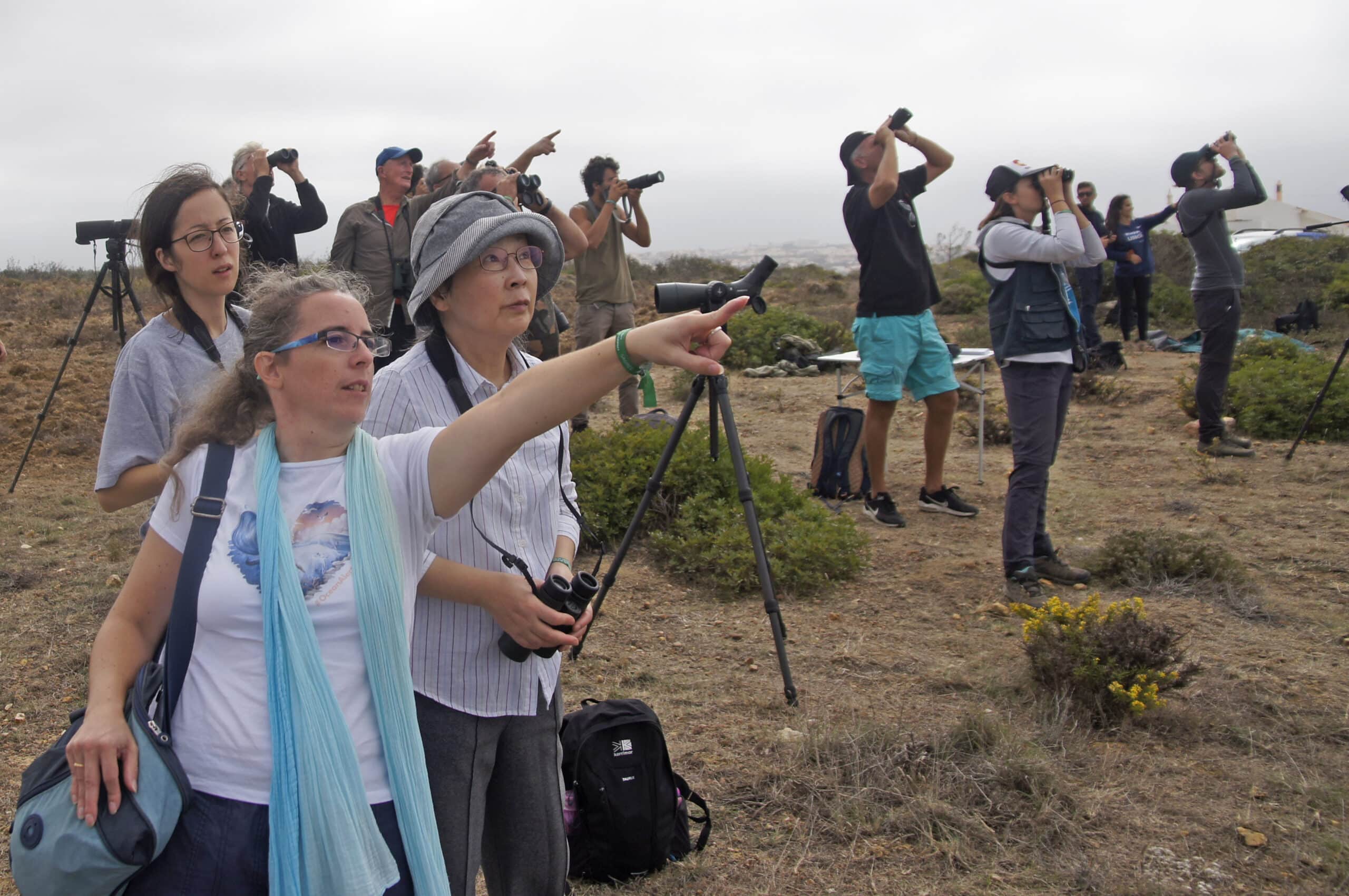 Sagres Birdwatching Festival returns in October|Sagres Birdwatching Festival returns in October|Sagres Birdwatching Festival returns in October