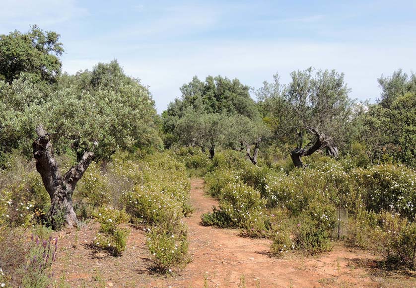 Garden After regeneration