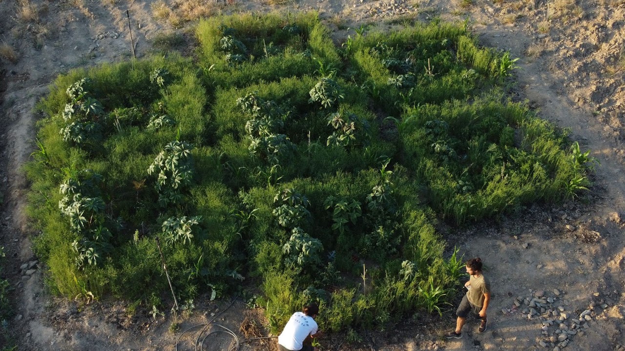 "Edible Forest" project blossoms in the Algarve|"Edible Forest" project blossoms in the Algarve|"Edible Forest" project blossoms in the Algarve|"Edible Forest" project blossoms in the Algarve