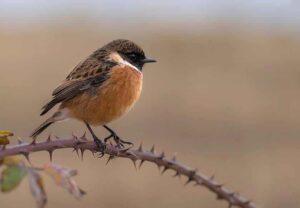 “Birds of the Algarve” photography competition in aid of Madrugada