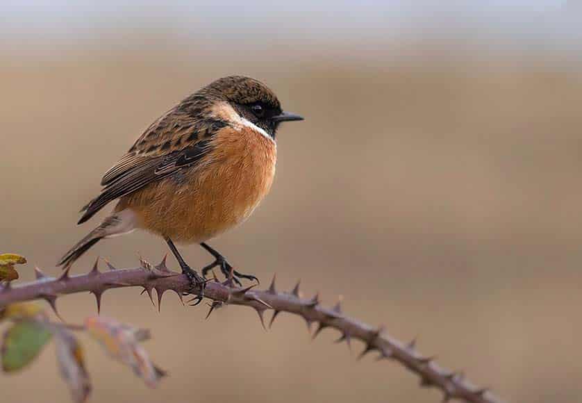 Bird