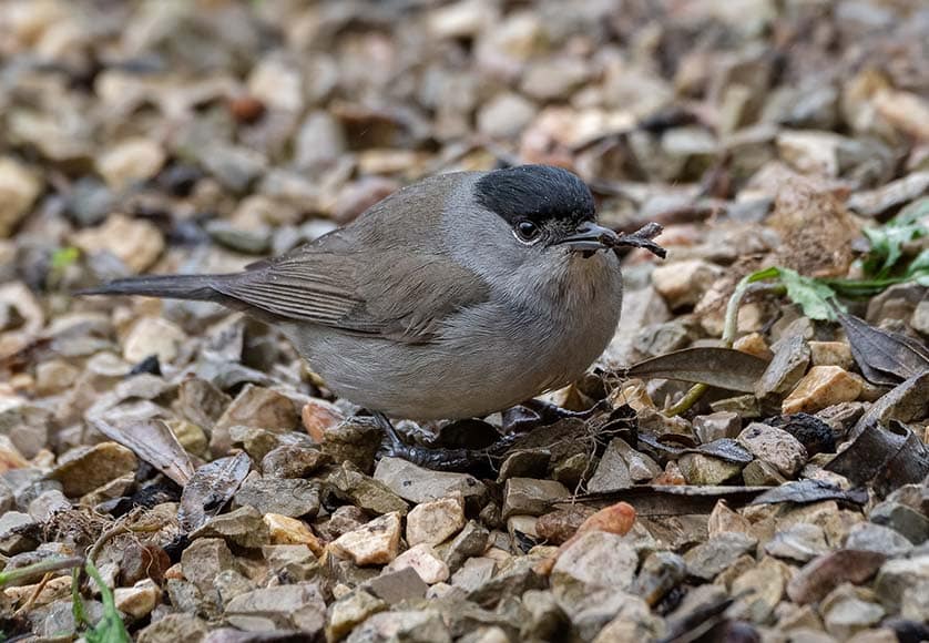 Male black cap|Female black cap|European goldfinch|Common chiffchaff|Little owl