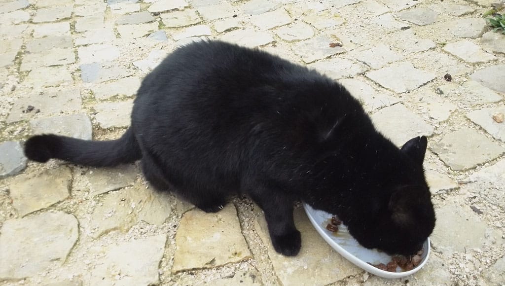 Black Cat|Callum