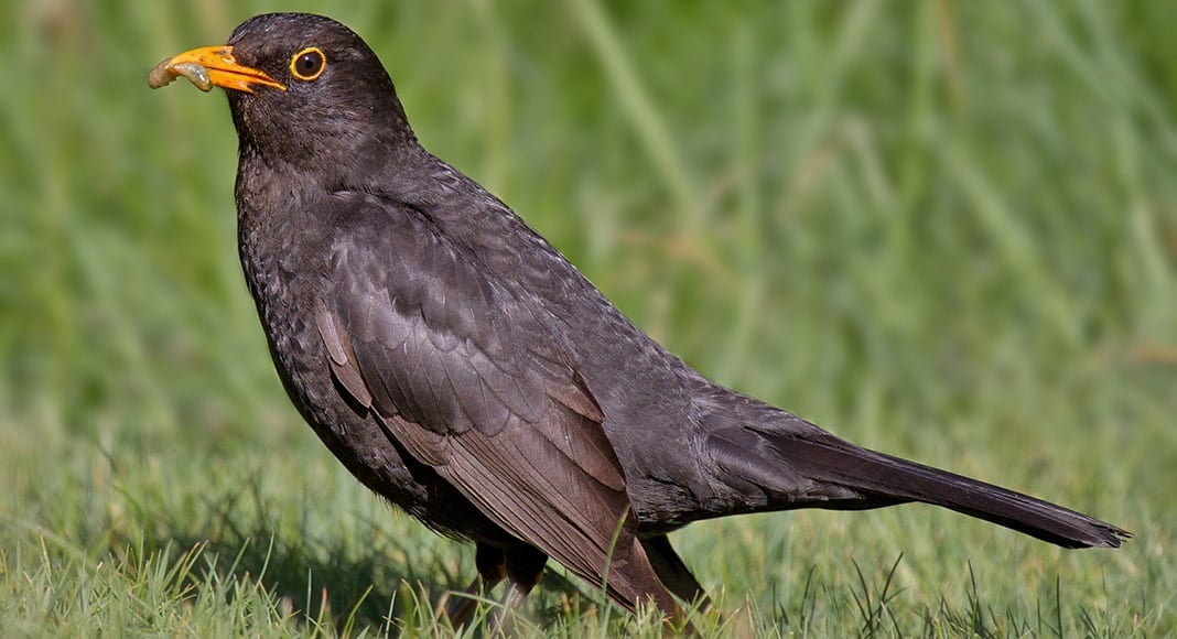 Pet Corner: Birds of a feather