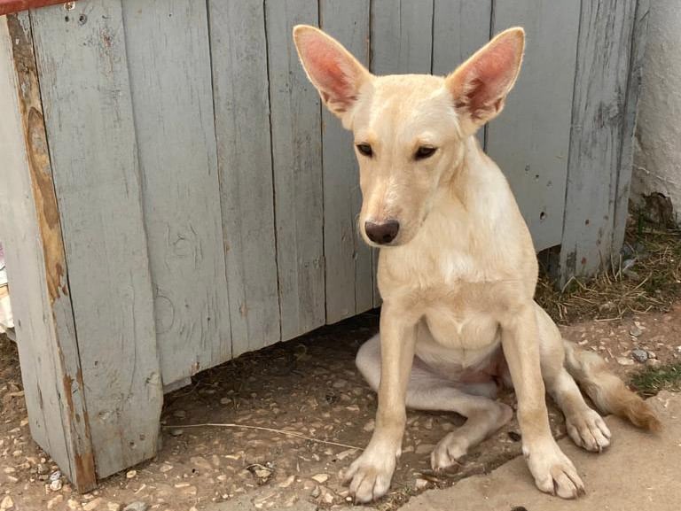 Pet Corner: Blondie’s makeover