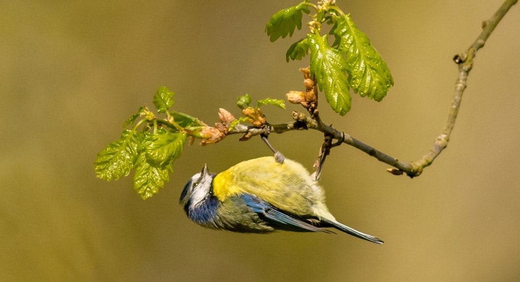 Blue tit feeding underneath a branch