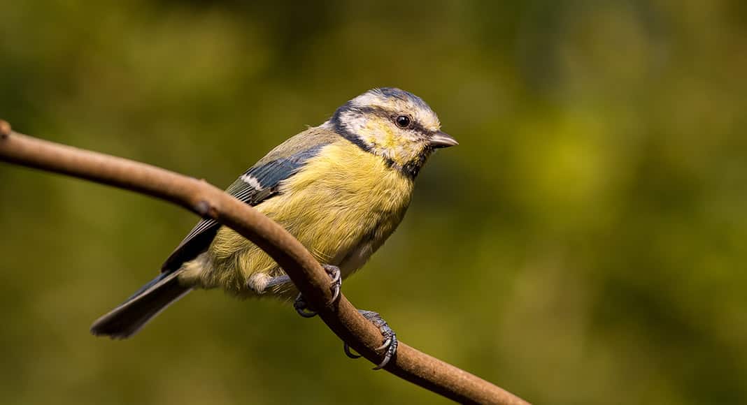 Blue tit perched|Blue tit feeding underneath a branch|Blue tit perched|Blue tit singing, backlit by the sunset