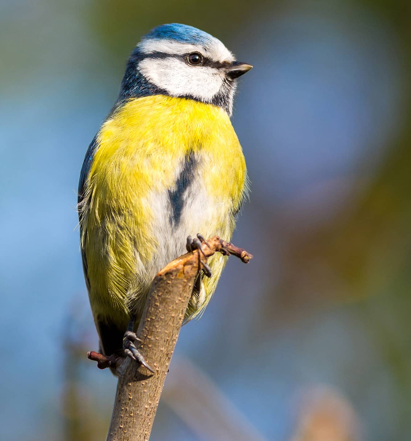 Blue tit perched
