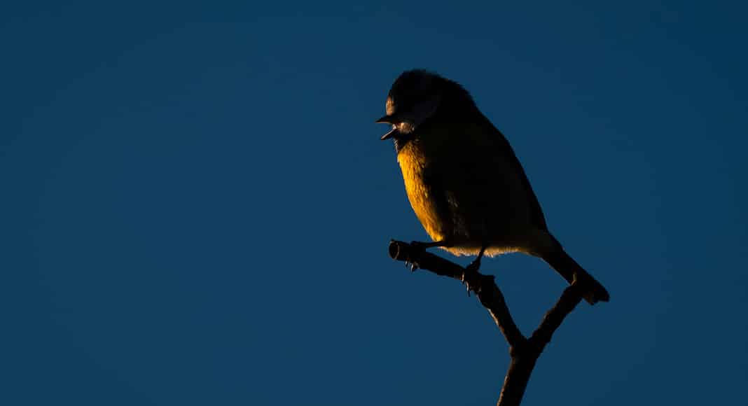 Blue tit singing, backlit by the sunset