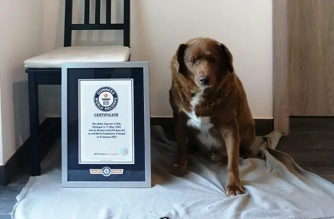 World's oldest dog