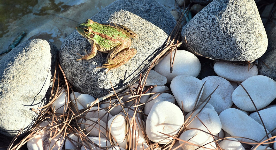 Bosque das Hortinhas: an oasis in the heart of Eastern Algarve’s burnt landscape