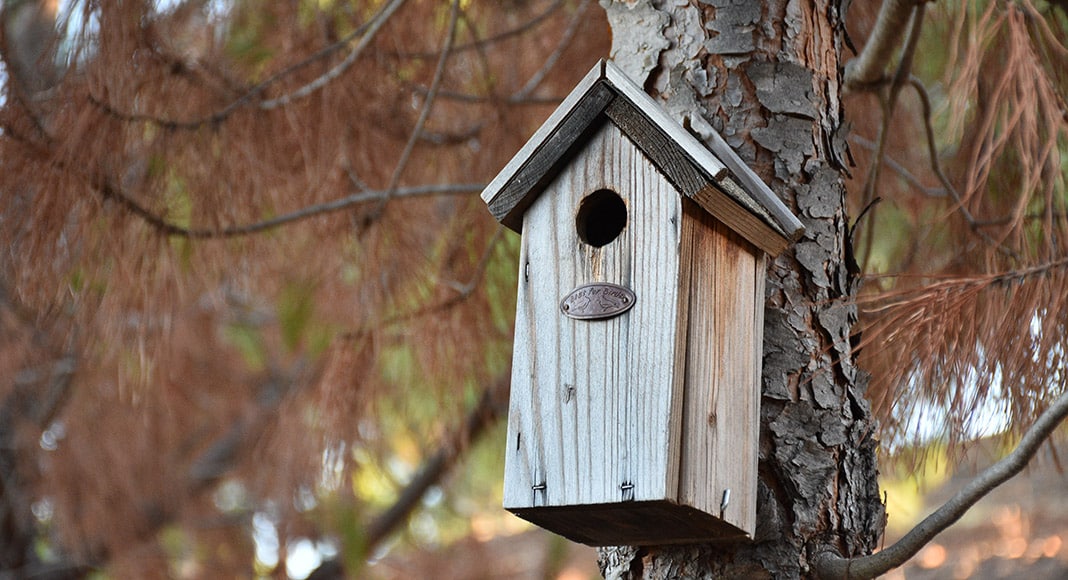 Bosque das Hortinhas: an oasis in the heart of Eastern Algarve’s burnt landscape