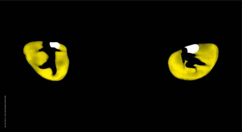 CATS are back in Portugal, tickets already on sale