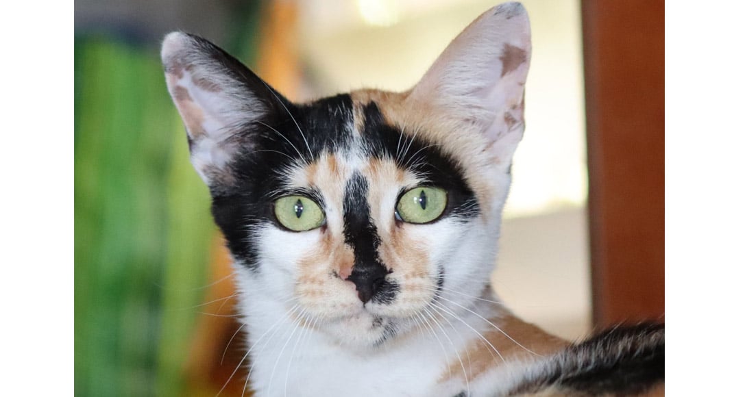 Carvoeiro Cat Charity Lunch