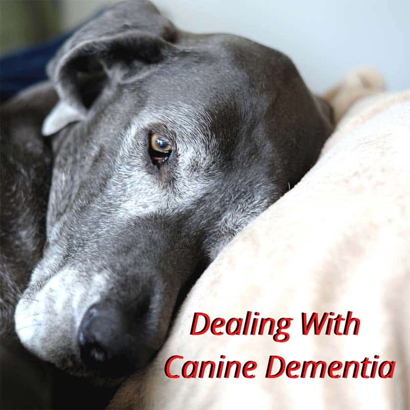 photo of an old dog|Jazz 23 Sep 23