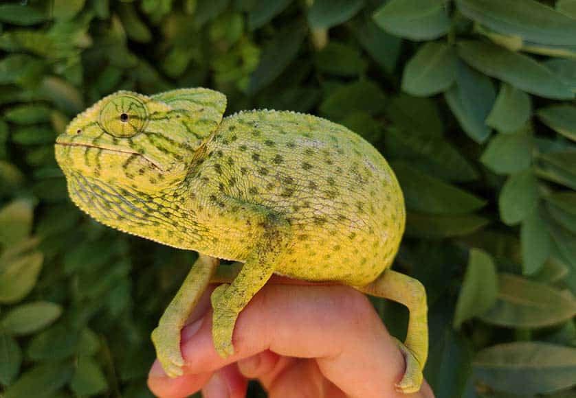 Chameleon