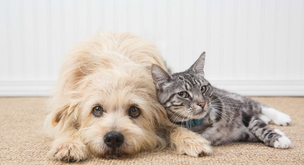 Lagos launches sterilisation campaign for pet animals|New confusion over animal protection legislation