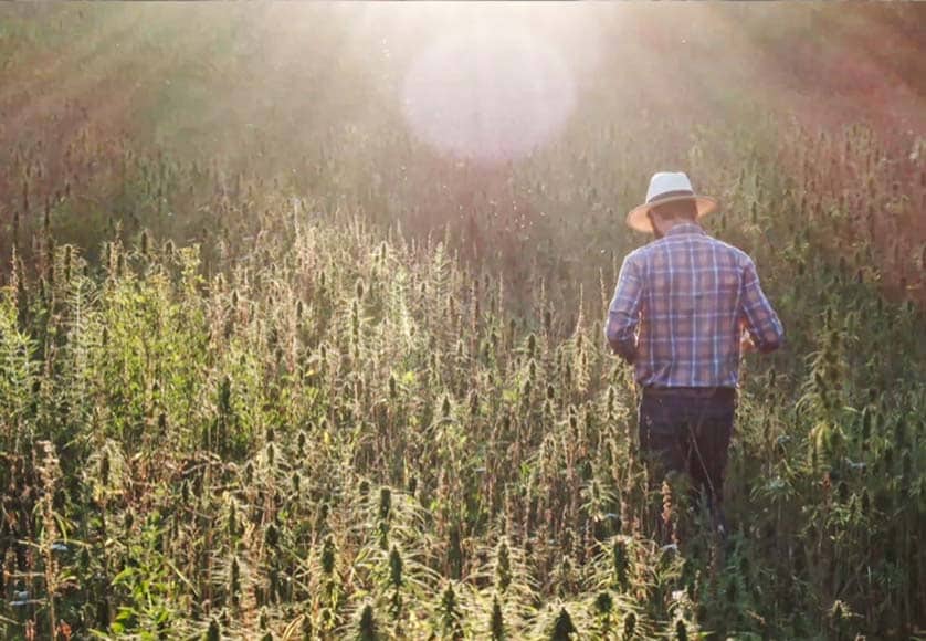 The miracle of hemp is minutely explained in Cânhamor hemp's online site