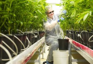 Oncologist applauds INFARMED’s approval of four new medications using cannabis