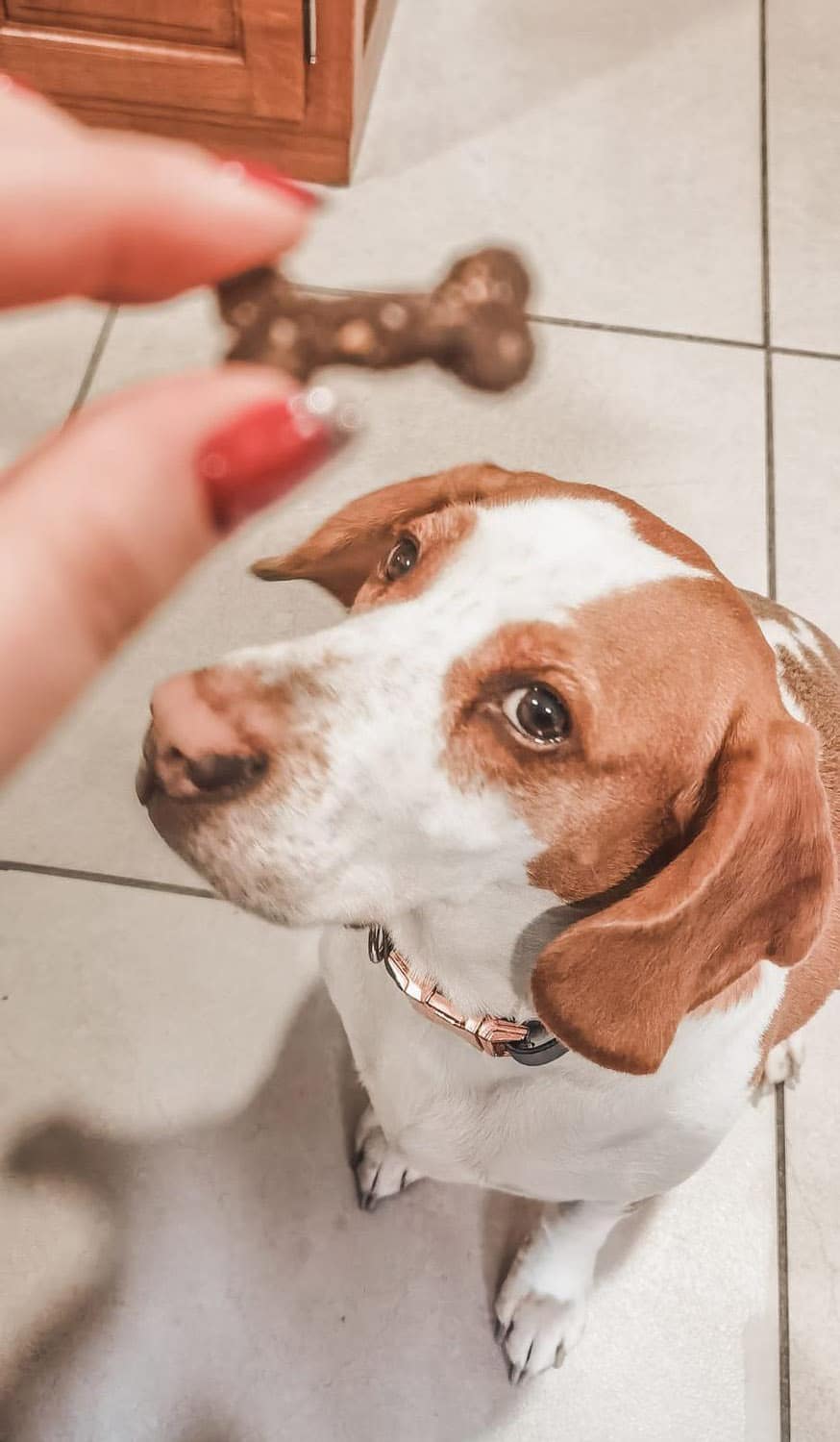 Bake My Dog Happy: new organic treats to spoil your dog