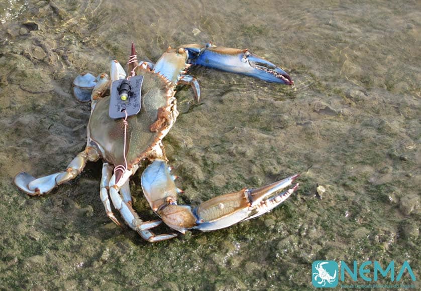 Blue crab with transmitter