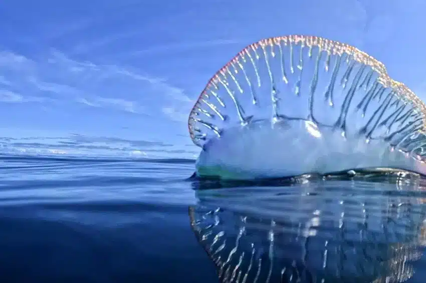 Beautiful, but don't touch. IPMA would like you to count how many jellyfish you can see...