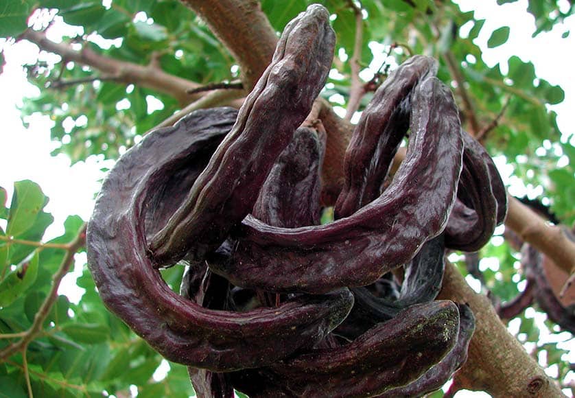 Carob pod|Carob foliage and flower|Carob green fruits|Carob seeds|Carob tree|Ceratonia siliqua flowers