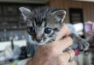 Carvoeiro Cat Charity fundraising dinner in Silves