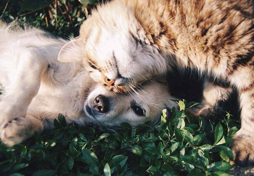 Cat-and-dog-Snapwire-Pexels-scaled