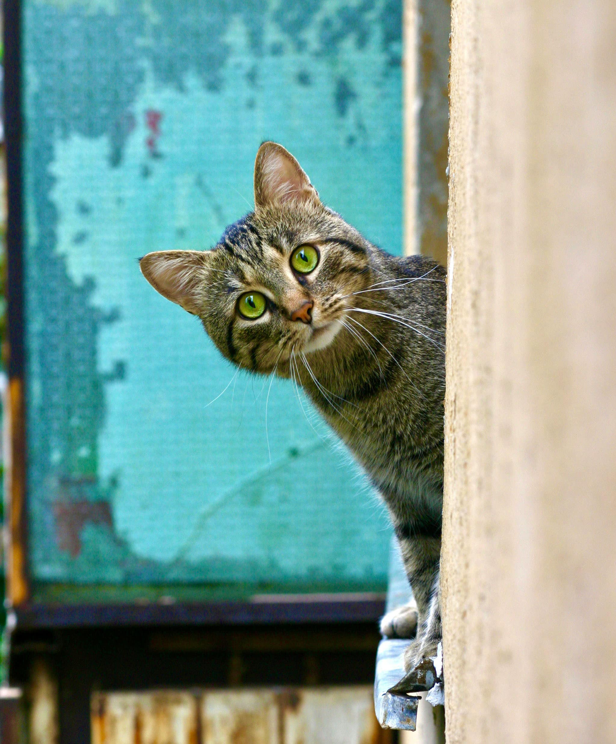 Cat - bogdan-farca-unsplash|Rummaging about (O Tasco ‘Pop-Up’)