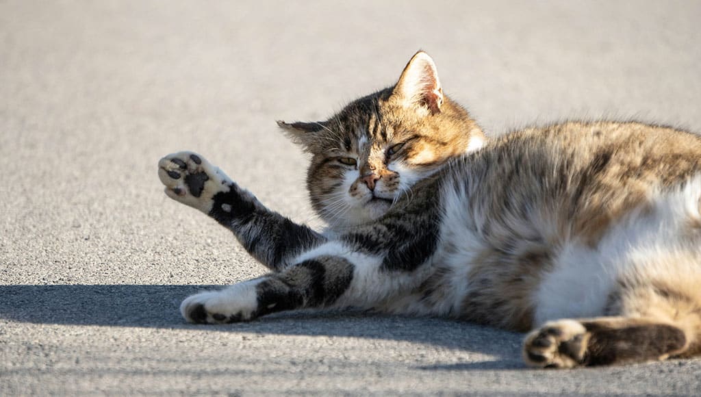 Cat - kat-von-wood-unsplash|dog with painful elbow