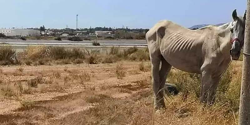 PAN questions Olhão mayor over municipality’s “sick horses”|PAN questions Olhão mayor over municipality’s “sick horses”|