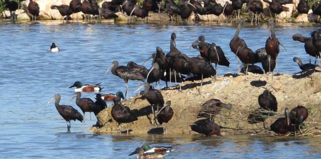 Alagoas Brancas - 4 Feb 2024|Celebration of World Wetland Day - Alagoas Brancas - 4 Feb 2024