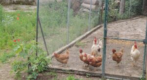 Back into the coop: domestic birds confined once more due to avian flu