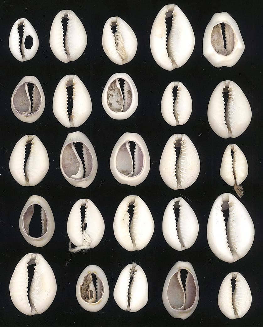 Cowrie shells cut