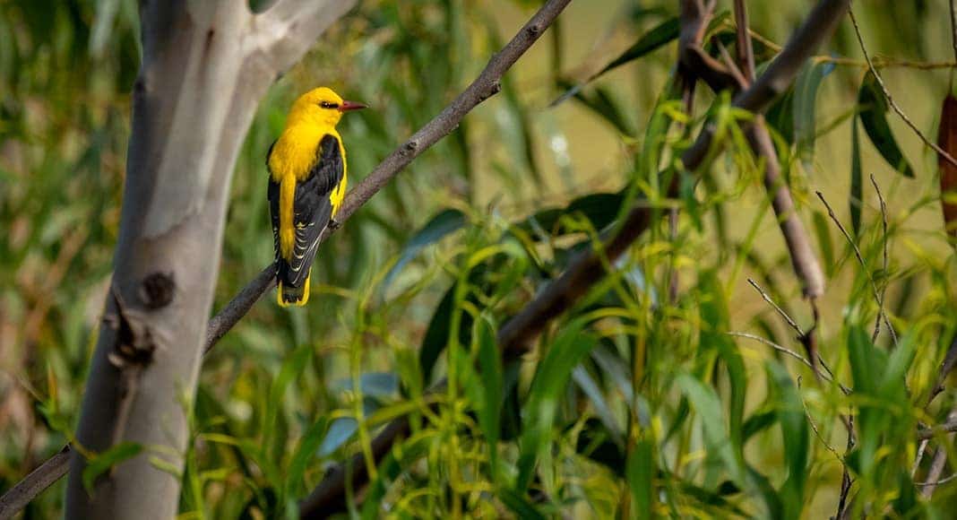 European bee-eaters|European bee-eaters|European bee-eaters|European bee-eaters|European bee-eaters|European bee-eaters|European bee-eaters|European bee-eaters